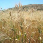 صنف-جديد أصناف أكساد من القمح تحقق إنتاجية قياسية