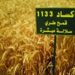 WhatsApp Image 2022-12-05 at 12.38.30 PM قصة نجاح صنف القمح الطري اكساد 1133 بالوطن العربي…. الصنف المستنبط في منظمة أكساد، الذي يتسم بمقدرة تكيفية واسعة، حيث اعتمد في العديد من الدول العربية.
