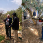 23-1-2023 دورة تدريبية حقلية لأكساد في المملكة العربية السعودية