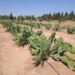 c9ef7f0c-250a-4b8d-b771-97715403221c محطة اكساد البحثية في دير الحجر - مسيرة نجاح