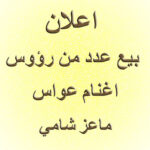 ماعز-شامي اعلان عن مزايدة علنية لبيع عدد من رؤوس الأغنام العواس و الماعز الشامي