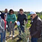 7e8b2c8d-6480-444b-b80b-1ccd3f3e1cea اكساد يقدم 250 الف غرسة زيتون لوزارة الزراعة العراقية ويختتم ورش عمل إكثار الزيتون وزراعة الفستق الحلبي في العراق.