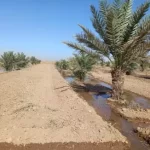 dh2 محطة بحوث أكساد في دير الحجر