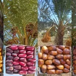 بلح محطات اكساد البحثية، نتائج إيجابية في مجال نخيل التمر…