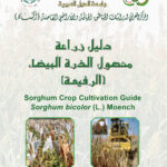 1 دليل زراعة محصول الذرة البيضاء الرفيعة